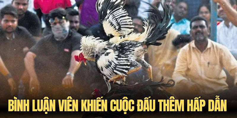 Bình luận viên khiến cuộc đấu thêm hấp dẫn