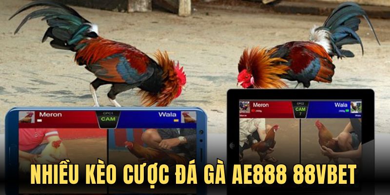 Nhiều kèo cược đá gà AE888 88VBET